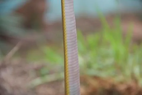 Snake belly 写真素材