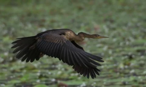 Snake bird in flight Stock Photos