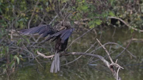 A snake bird perched on the tree branch and drying it's wings in the sunlight Stock Footage 309169325