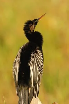 Snake Bird Stock Photos