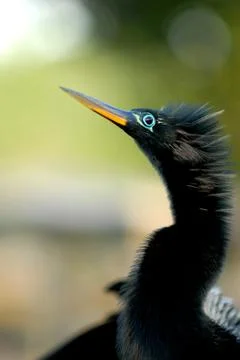 Snake Bird Stock-Fotos