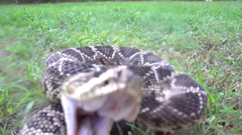 Snake Bite, Eastern Diamondback Rattlesnake (Crotalus adamanteus) Striking Stock Footage