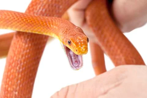 Snake bite Stock Photos