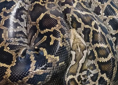 A snake with a black and brown pattern on its skin Stock Photos