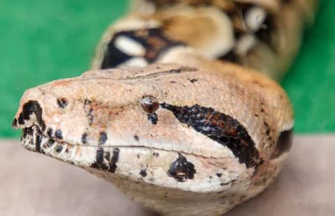 A snake with a black and white pattern on its head Photos