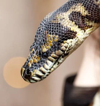 A snake with a black and yellow pattern on its head Stock Photos