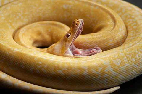 Snake on a black background. Carpet python. Stock Photos