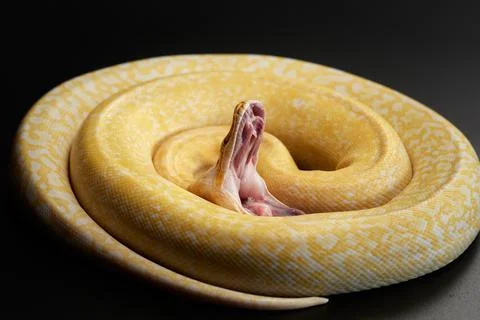 Snake on a black background. Carpet python. Stock Photos
