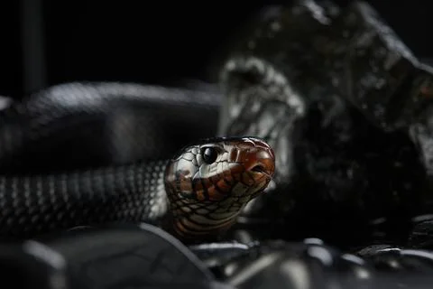 Snake on a black background. Carpet python. 스톡 사진