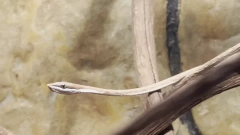 A Snake Blends in with the Branches at a Costa Rican Wildlife Preserve Video stock 243224153