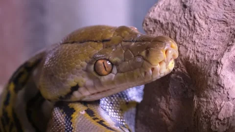 Snake boa close-up. Stock Footage 263647558