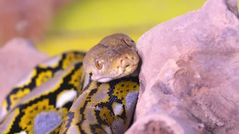 Snake boa close-up. Stock Footage 263647563