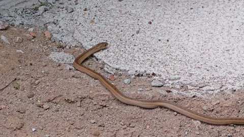 Snake body moving on the floor. Stock Footage 306996264