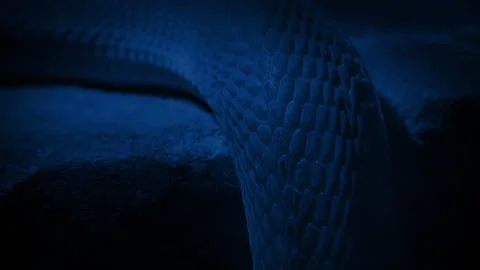 Snake Body Moving At Night Stock Footage 274658165