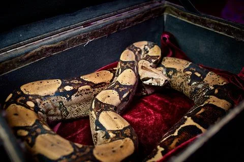 Snake in a box, twisted Stock-Fotos