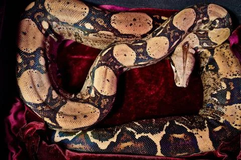 Snake in a box, twisted Stock-Fotos