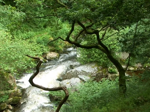 Snake Branch Video stock 490274