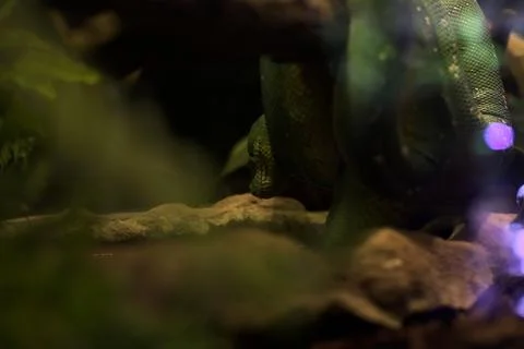 Snake on a branch 스톡 사진