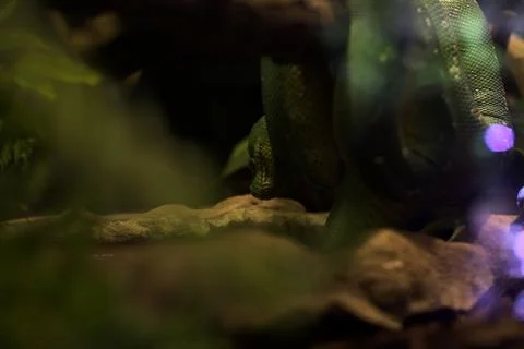 Snake on a branch Stock Photos