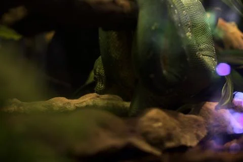 Snake on a branch Foto stock