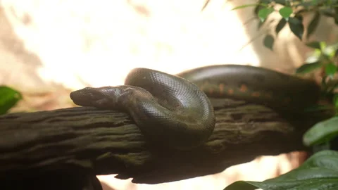 Snake on branch of tree in nature Stock Footage 219843380