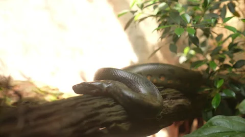 Snake on branch of tree in nature 動画素材 219843394