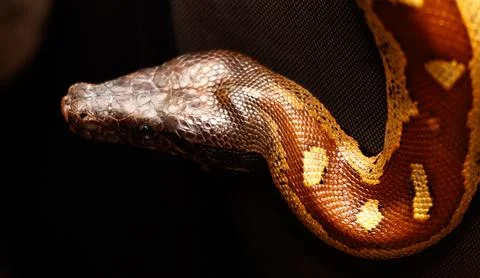 A snake with a brown and yellow pattern on its body Foto stock