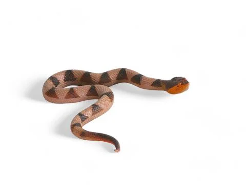 Snake with brown black pattern miniature animal isolated on white Stock Photos