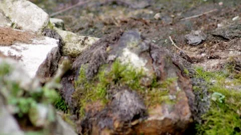 Snake bug.mp4 Stock Footage 8850486