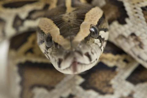 Snake Burmese Python, Python molurus bivittatus, isolated on white background 스톡 사진