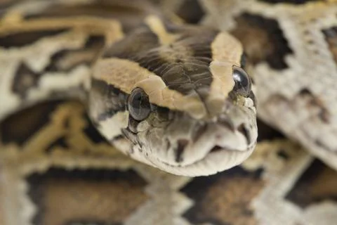 Snake Burmese Python, Python molurus bivittatus, isolated on white background 스톡 사진