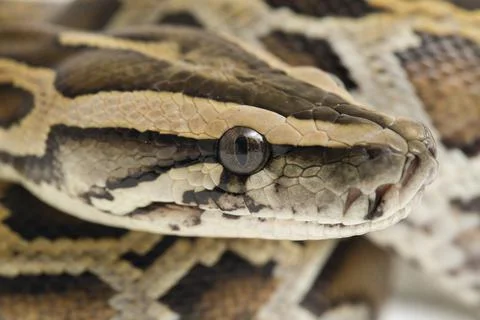 Snake Burmese Python, Python molurus bivittatus, isolated on white background Photos