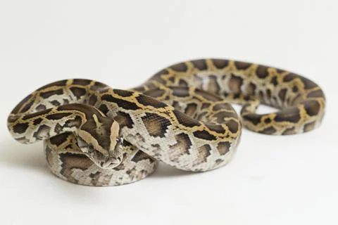 Snake Burmese Python, Python molurus bivittatus, isolated on white background 스톡 사진