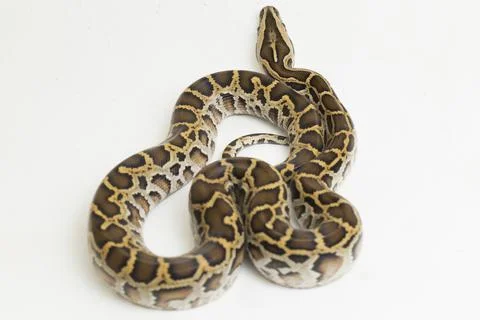 Snake Burmese Python, Python molurus bivittatus, isolated on white background 스톡 사진