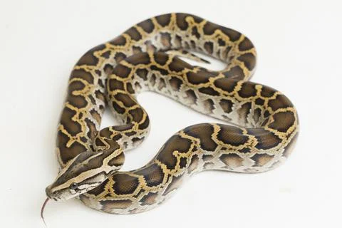 Snake Burmese Python, Python molurus bivittatus, isolated on white background Photos
