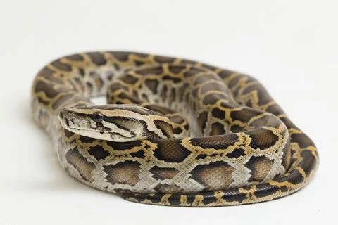 Snake Burmese Python, Python molurus bivittatus, isolated on white background Photos