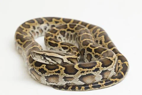 Snake Burmese Python, Python molurus bivittatus, isolated on white background Photos