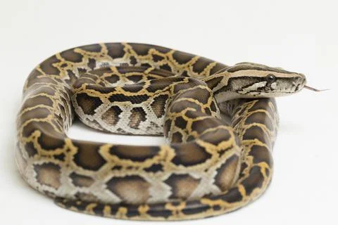 Snake Burmese Python, Python molurus bivittatus, isolated on white background Photos
