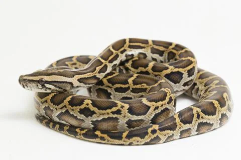 Snake Burmese Python, Python molurus bivittatus, isolated on white background Stock Photos