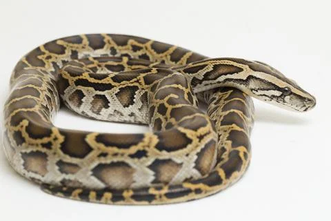 Snake Burmese Python, Python molurus bivittatus, isolated on white background Photos