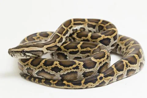 Snake Burmese Python, Python molurus bivittatus, isolated on white background Photos