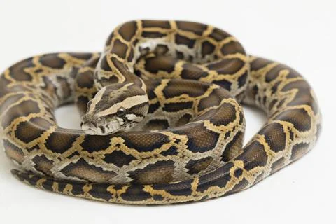 Snake Burmese Python, Python molurus bivittatus, isolated on white background 写真素材