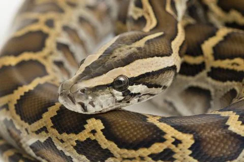 Snake Burmese Python, Python molurus bivittatus, isolated on white background Photos
