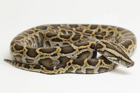 Snake Burmese Python, Python molurus bivittatus, isolated on white background Stock Photos