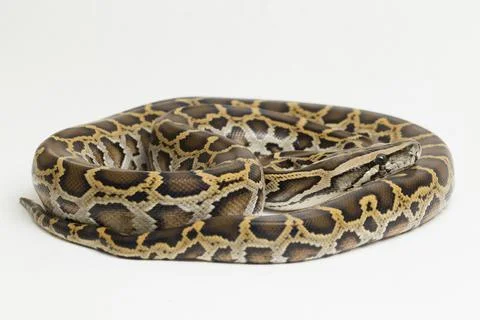 Snake Burmese Python, Python molurus bivittatus, isolated on white background Photos