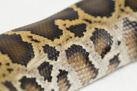 Snake Burmese Python, Python molurus bivittatus, isolated on white background Foto stock