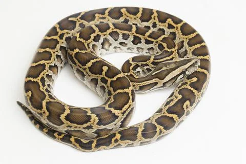 Snake Burmese Python, Python molurus bivittatus, isolated on white background Stock Photos