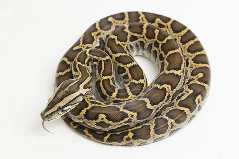 Snake Burmese Python, Python molurus bivittatus, isolated on white background Photos