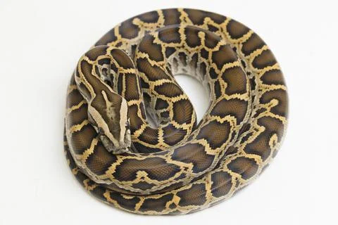 Snake Burmese Python, Python molurus bivittatus, isolated on white background Photos