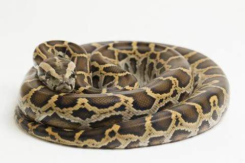 Snake Burmese Python, Python molurus bivittatus, isolated on white background 스톡 사진
